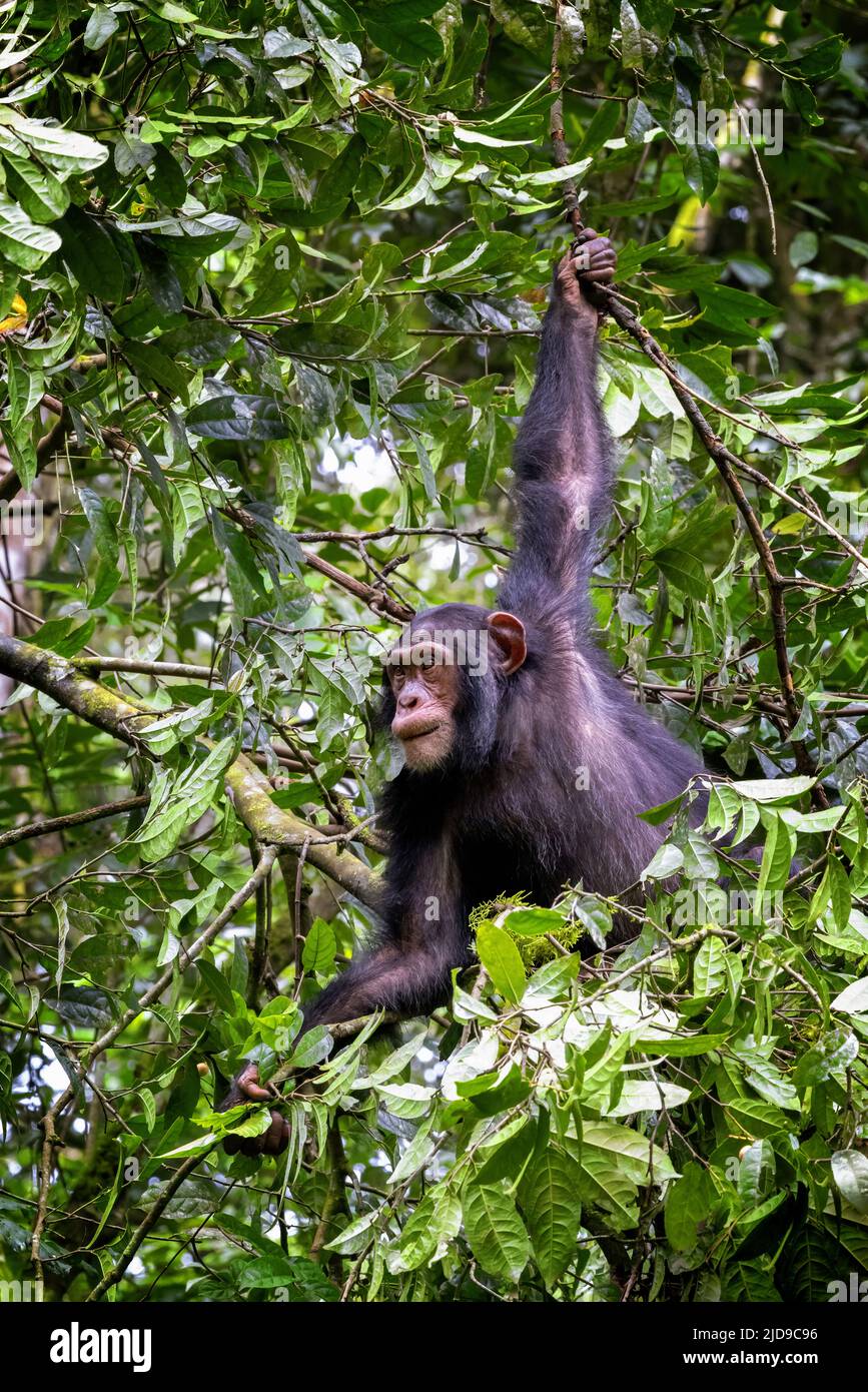 Un chimpanzé adulte, des troglodytes, balance la forêt tropicale du parc national de Kibale, en Ouganda, en Afrique. Une espèce en voie de disparition. Banque D'Images