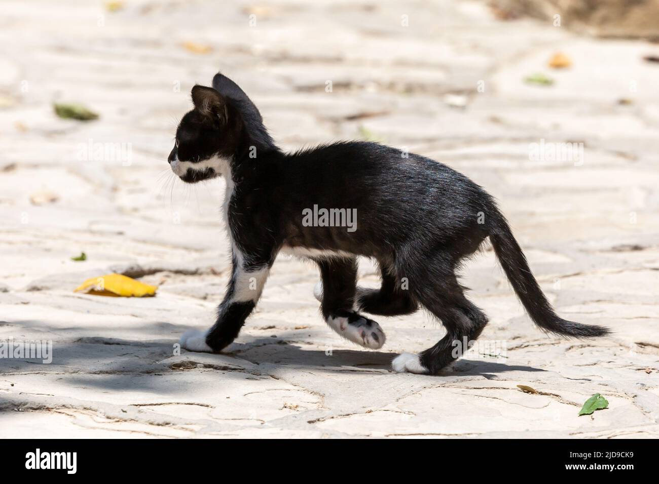 Un chaton noir et blanc dans le nord de Chypre Banque D'Images