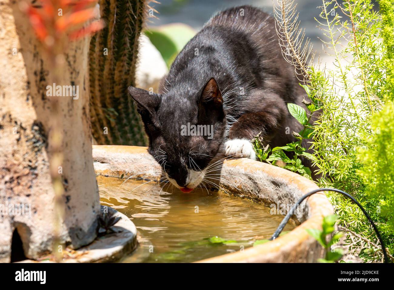 Un gros plan d'un chat noir et blanc ayant une boisson d'une fontaine dans le nord de Chypre Banque D'Images