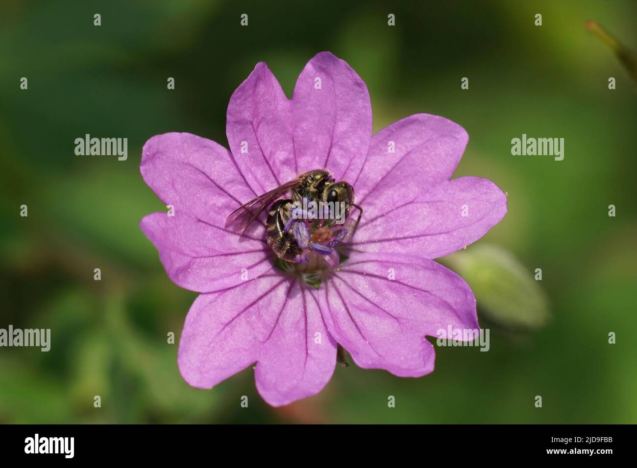Gros plan sur une abeille sueur verte métallique verte, Lasioglossum nitidulum, dans une fleur de Geranium pyrenaicum de hedgerow Banque D'Images