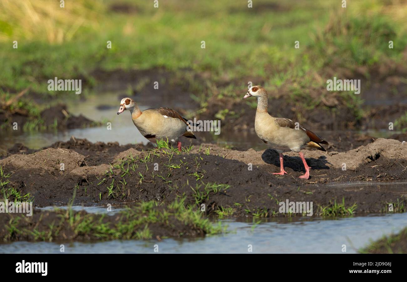 Egyptian goose (Alopochen aegyptiacus) Banque D'Images