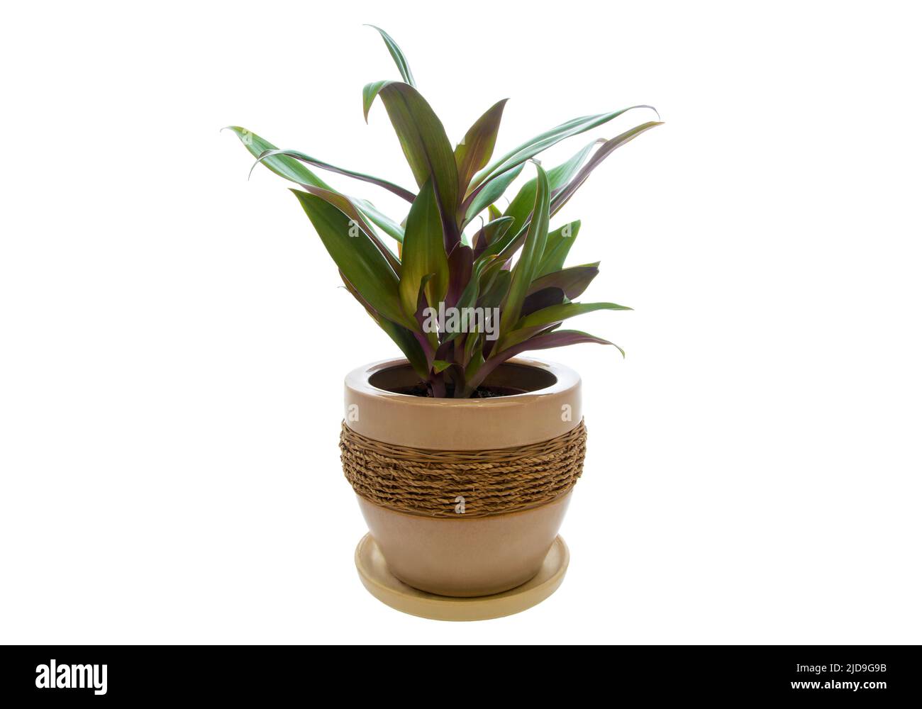 Image de la plante maison Rhoeo décolorée dans pot isolé sur fond blanc Banque D'Images