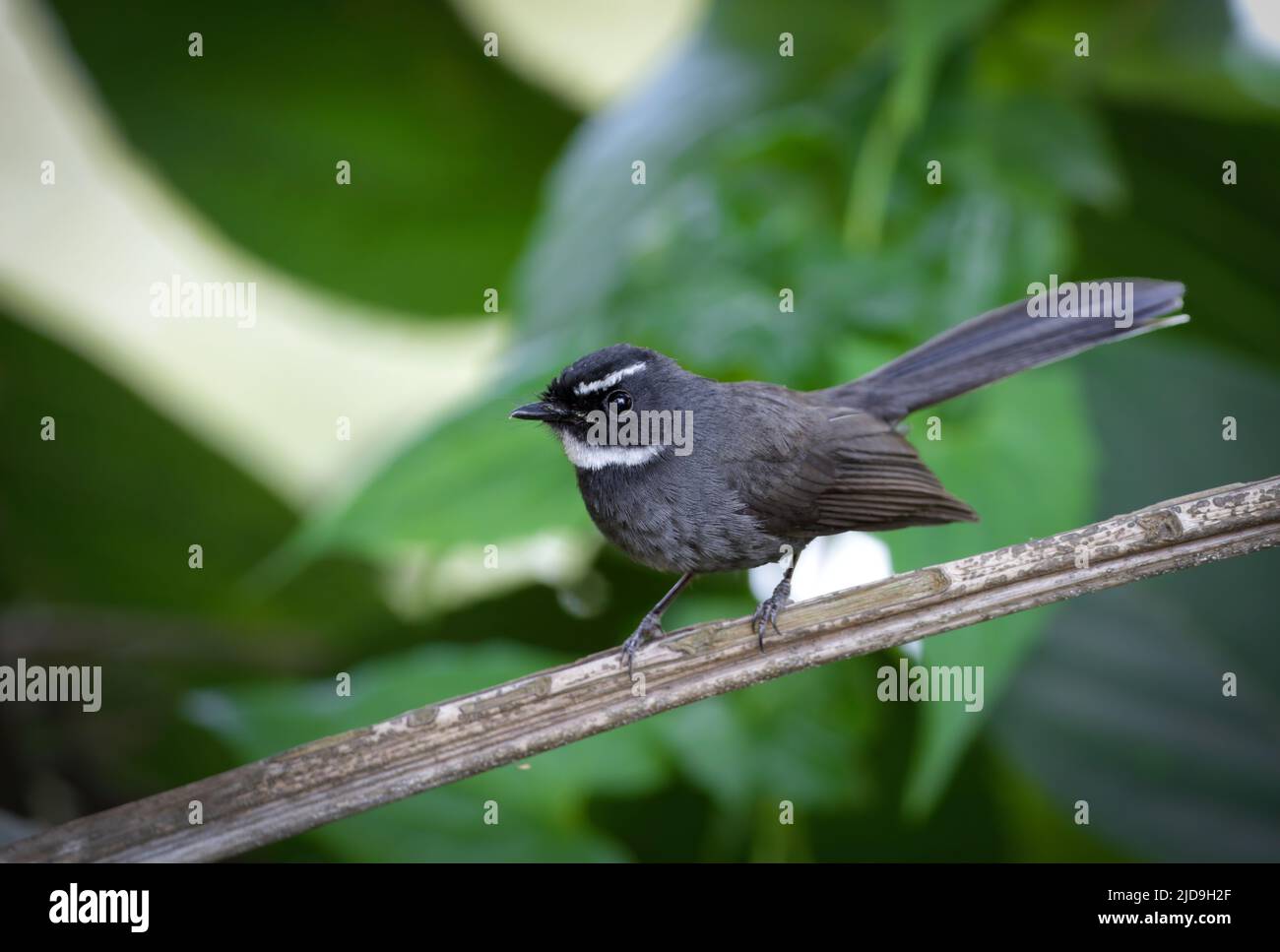 Le fantail à gorge blanche est un petit oiseau de passereau. Il se trouve dans la forêt, le broussailles et la culture à travers l'Asie tropicale du sud de l'Himalaya, I Banque D'Images