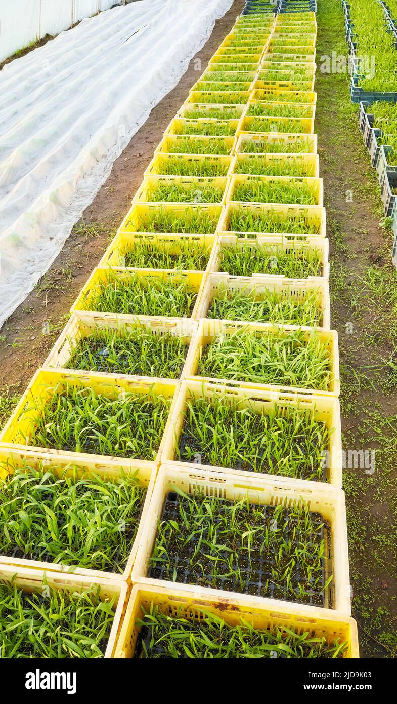 Rangées de semis de légumes biologiques en conteneurs, plantation en serre. Banque D'Images