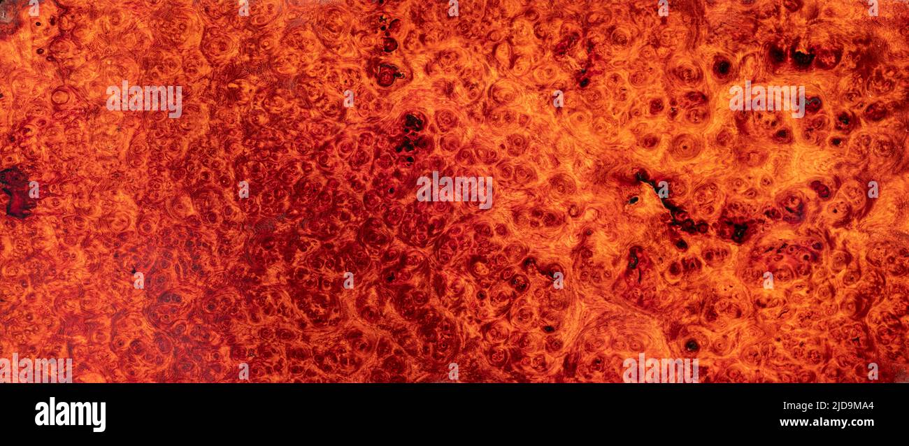Le bois de burl de padauk de Birmanie naturel rayé est un beau bois motif pour l'arrière-plan Banque D'Images