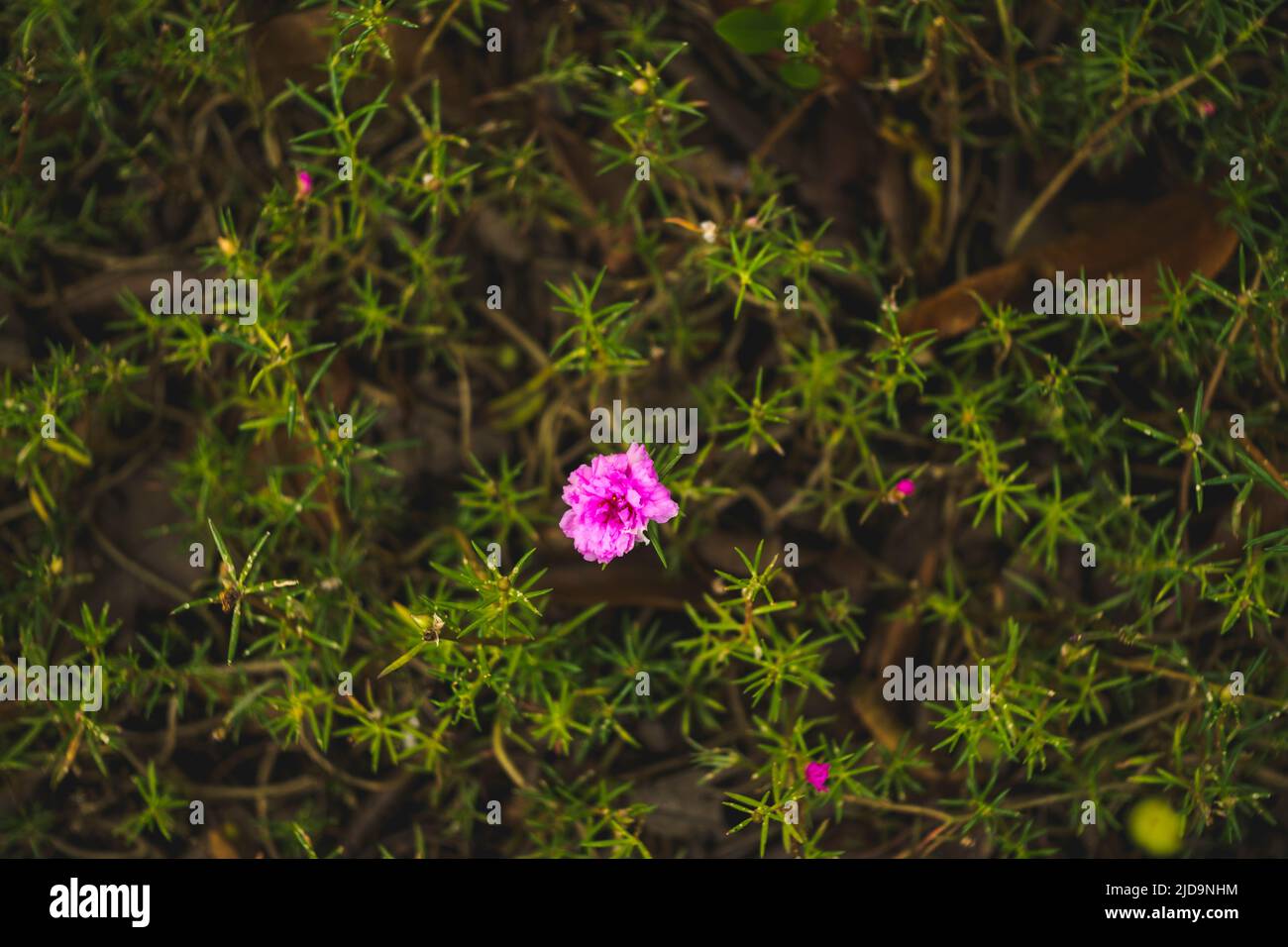 Portulaca grandiflora fleurir dans la forêt de belles allées Banque D'Images