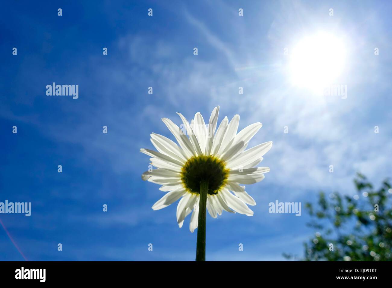 Leucanthemum, chaleur en Allemagne Banque D'Images