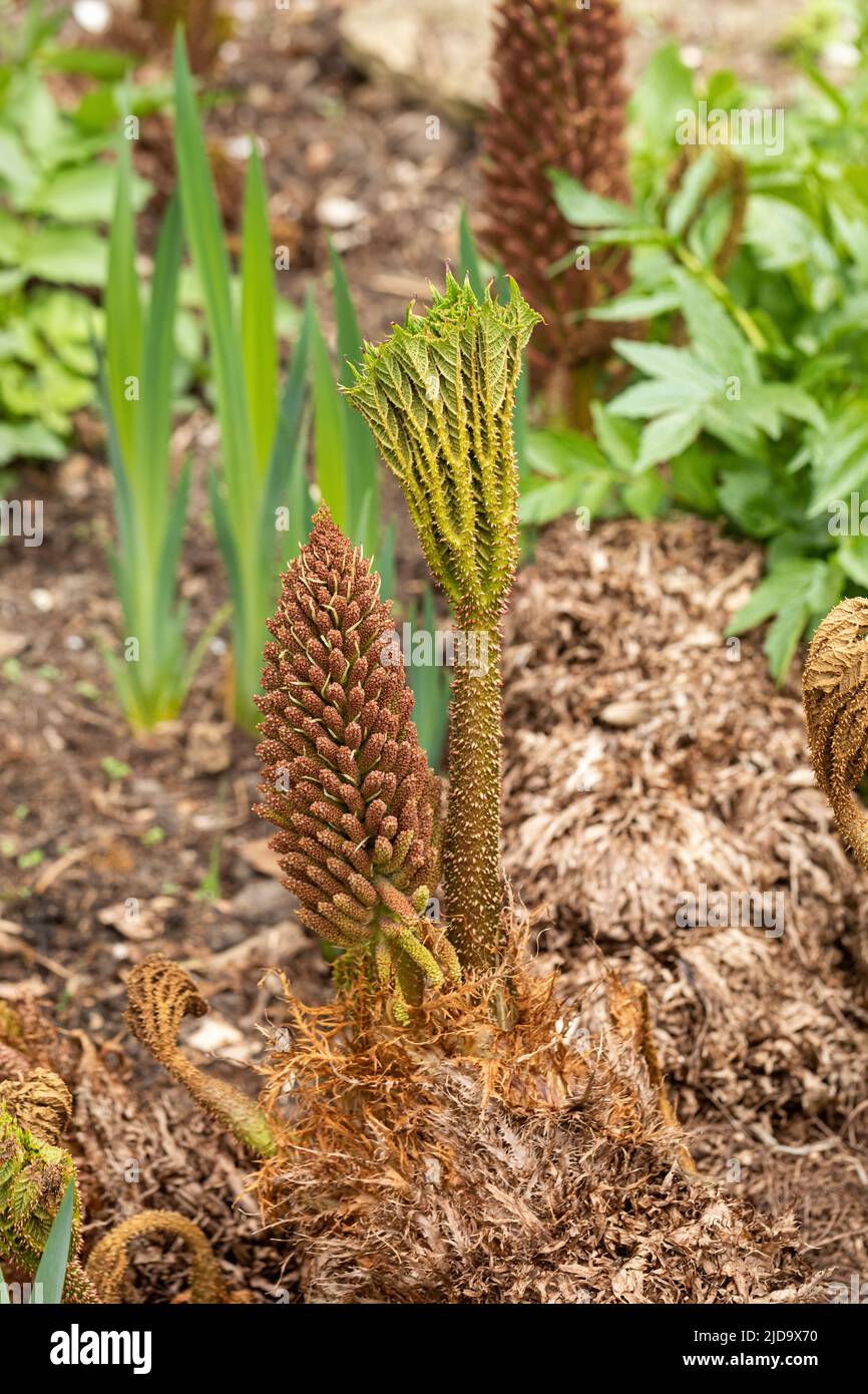 Gros plan de l'usine Gunnera Manicata / Giant Rhubarb plantée près d'un lac dans le Wiltshire, Angleterre, Royaume-Uni Banque D'Images