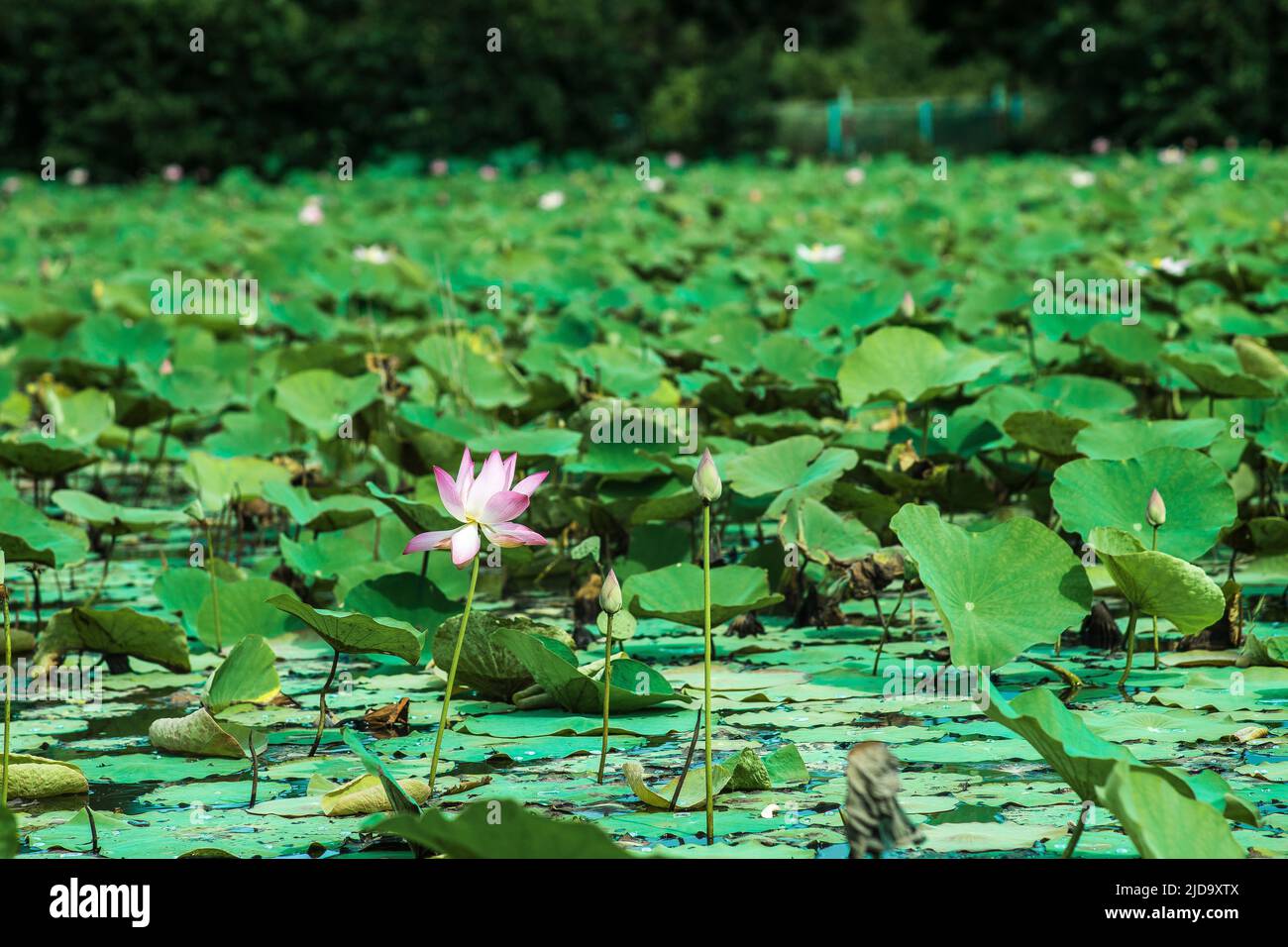 Le lotus fleurit le matin dans le marais Banque D'Images