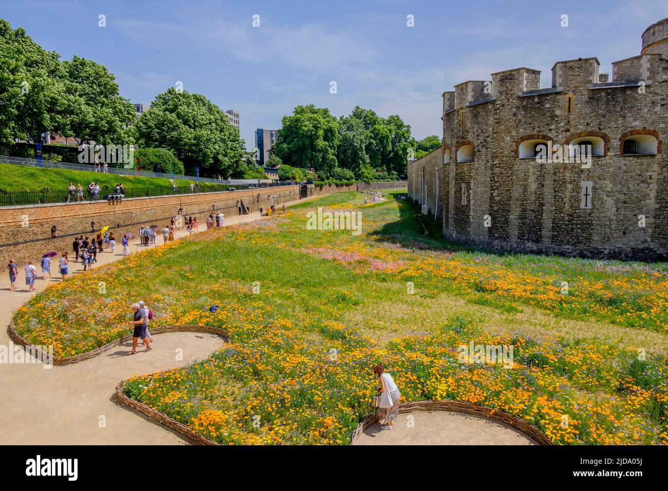 Superbloom à la Tour de Londres ; un paysage de fleurs sauvages semé de plus de 20 millions de graines pour célébrer le jubilé de platine de la Reine. Banque D'Images