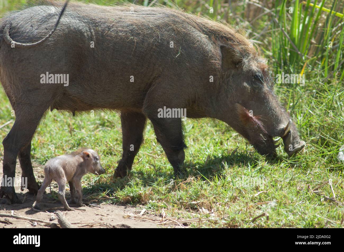 Nolan Warthogs Phacochoerus africanus africanus. Femme avec un jeune. Parc national des oiseaux du Djoudj. Saint-Louis. Sénégal. Banque D'Images