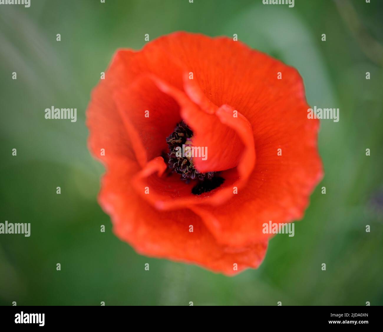 Close-up of Poppy Banque D'Images