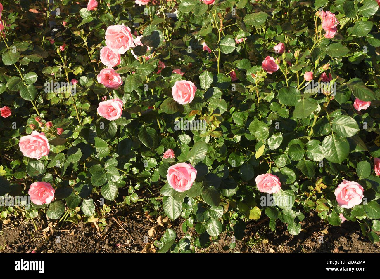 Kastrup/Copenhagen/Denmark/19 juin 2022/ Roses fleurs et rosiers dans le jardin de décoration de la rade locale à Copenhague (photo..Francis Joseph Dean/Deanimages, Banque D'Images