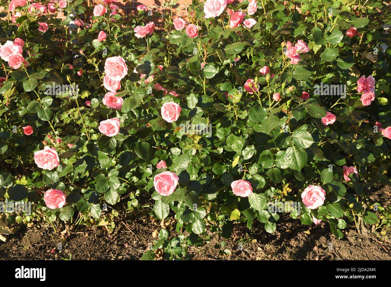 Kastrup/Copenhagen/Denmark/19 juin 2022/ Roses fleurs et rosiers dans le jardin de décoration de la rade locale à Copenhague (photo..Francis Joseph Dean/Deanimages, Banque D'Images