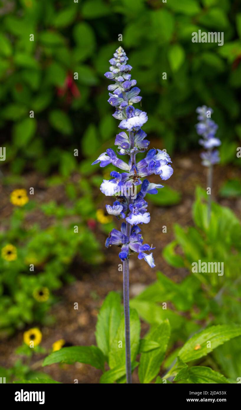 Salvia farinacea fleur détail (plante médicale et aromatique) Banque D'Images