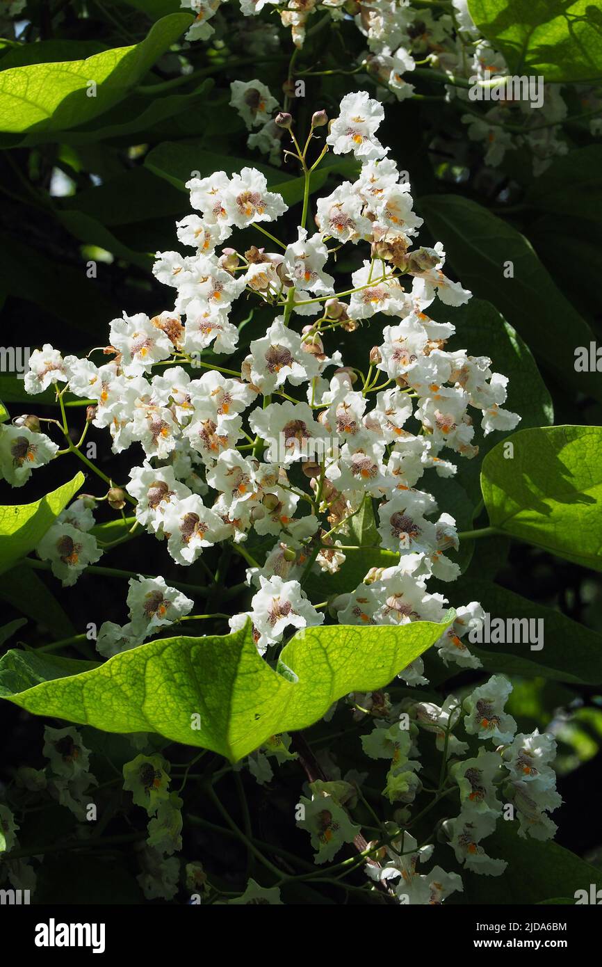 catalane du sud, cigartree et haricot indien, Gewöhnlicher Trompetenbaum, Catalpa bignonioides, szívlevelű szivarfa, Budapest, Hongrie, Europe Banque D'Images