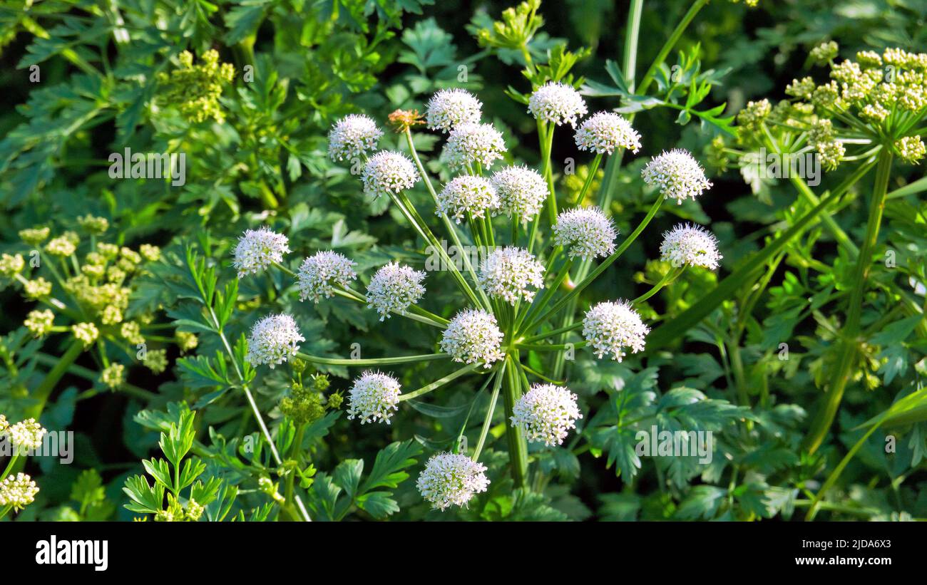 Glasgow, Écosse, Royaume-Uni 19th juin 2022. L'infestation géante du canal Hogweed voit toute la rive du canal Forth et clyde à blairdardie couverte d'herbe à poux. Crédit Gerard Ferry/Alay Live News Banque D'Images