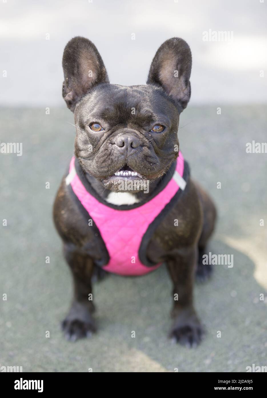 Bulldog de chocolat bringé Puppy montrant des dents. Parc pour chiens hors-laisse dans le nord de la Californie. Banque D'Images