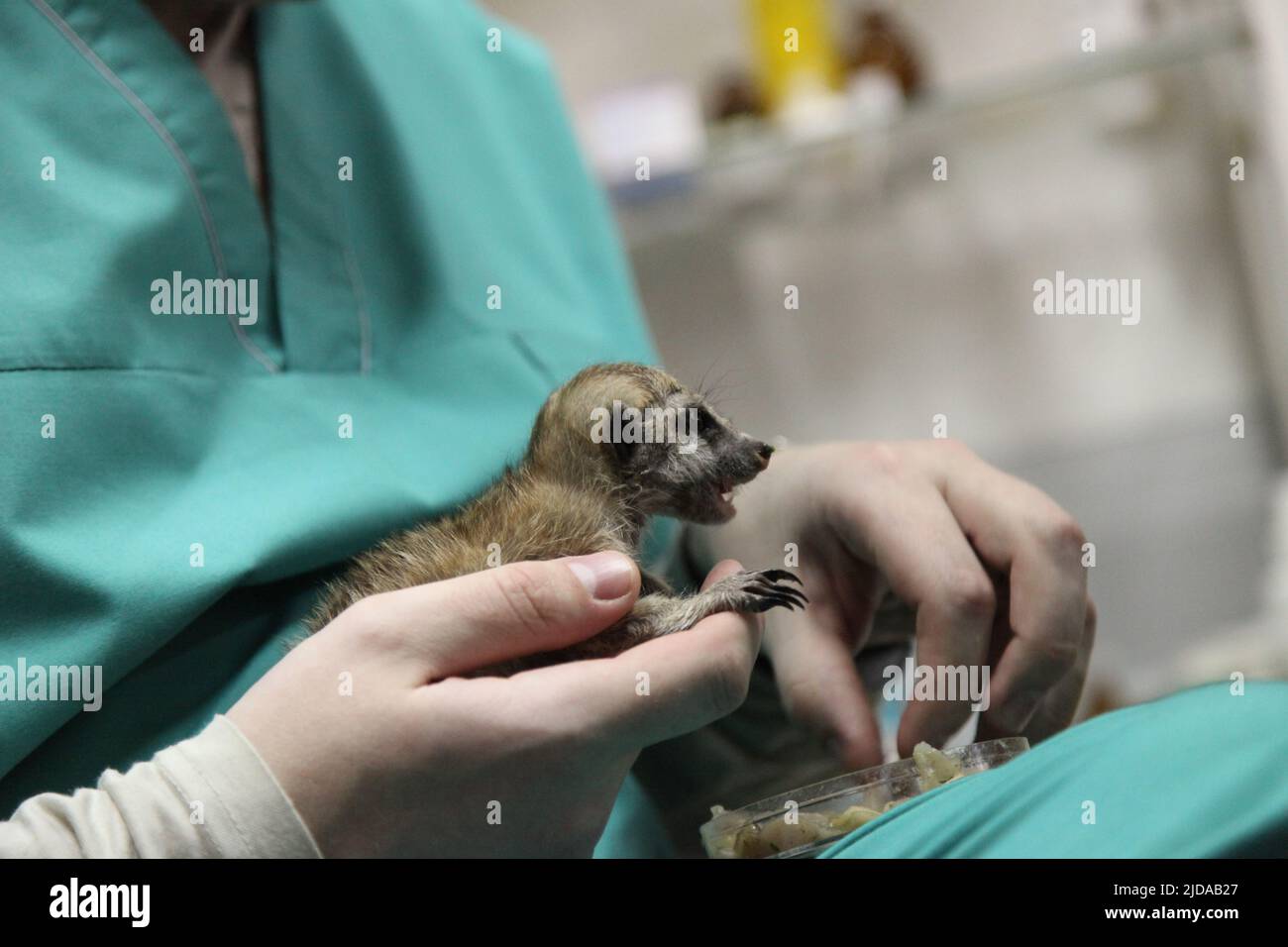 Gros plan de l'alimentation manuelle. Un vétérinaire nourrit un bébé meerkat, que la mère a refusé. Photo de haute qualité Banque D'Images