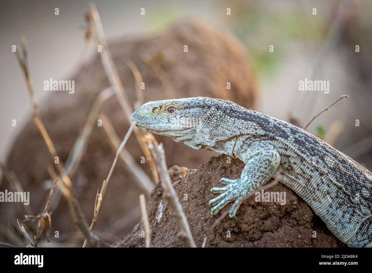 Le lézard de surveillance des rochers se trouve sur un mont Termite dans le parc national Kruger, en Afrique du Sud. Banque D'Images