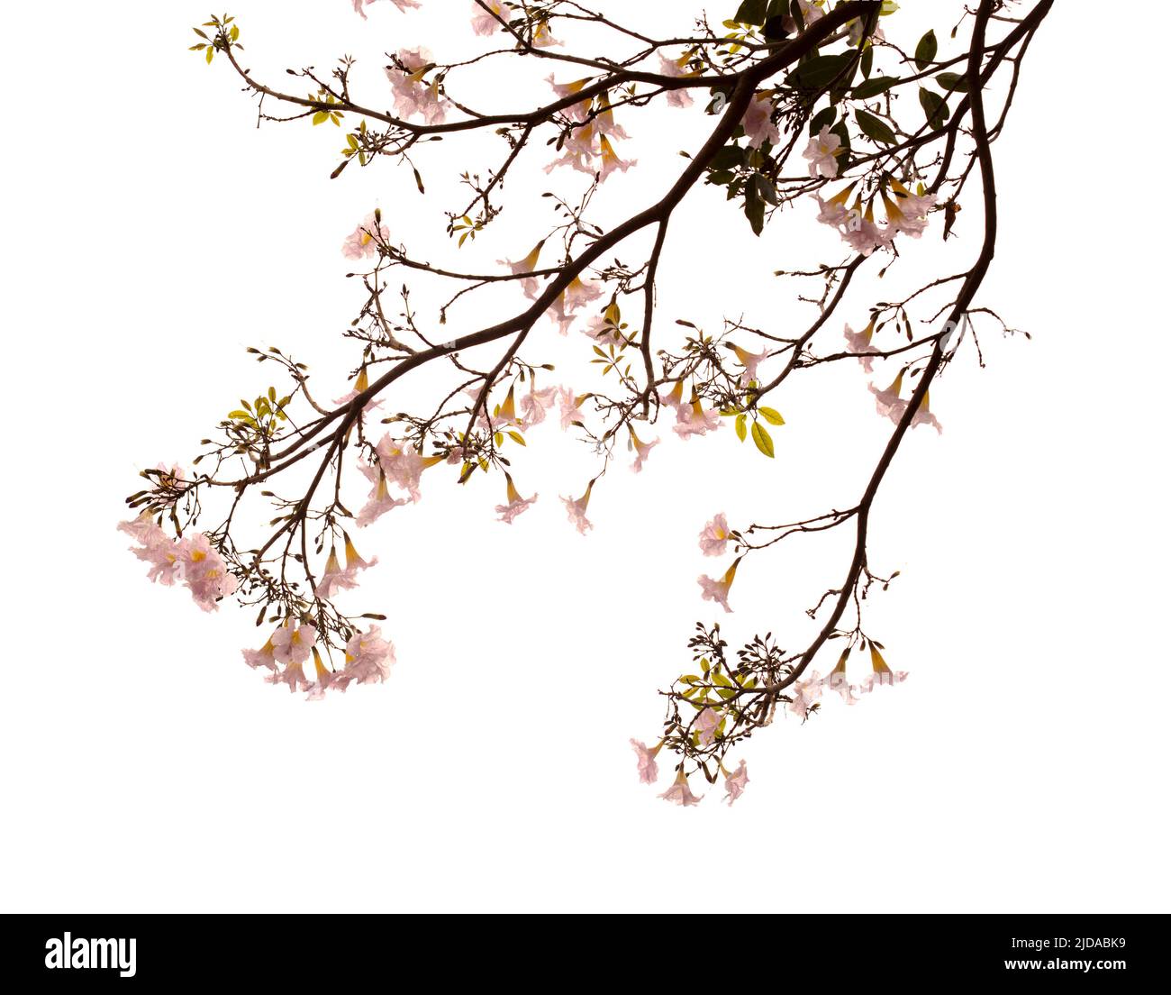 Tabebuia heterophylla, trompette rose, branches fleuries isolées sur fond blanc Banque D'Images