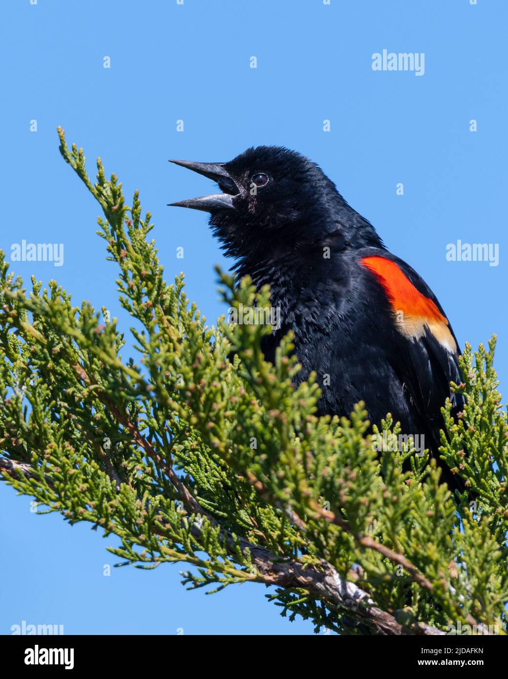 Un oiseau-noir ailé rouge (Agelaius phoeniceus) perché sur une branche chantant contre un ciel bleu Banque D'Images