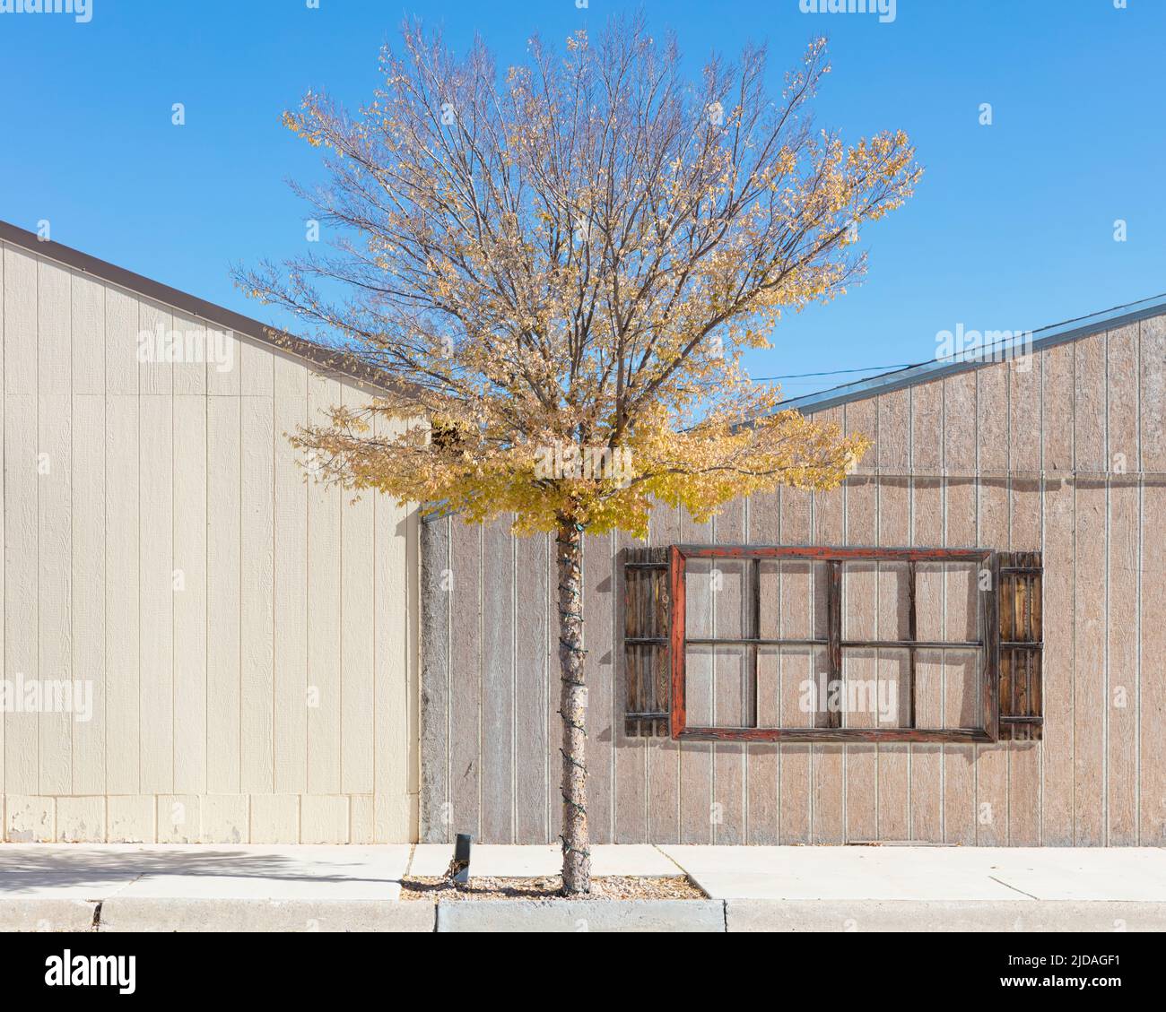 Un arbre en feuilles par des bâtiments bas dans une petite ville. Banque D'Images Un arbre en feuilles par des bâtiments bas dans une petite ville. Banque D'Images