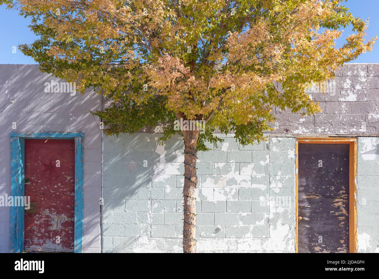 Un arbre en feuilles par des bâtiments bas dans une petite ville. Banque D'Images Un arbre en feuilles par des bâtiments bas dans une petite ville. Banque D'Images