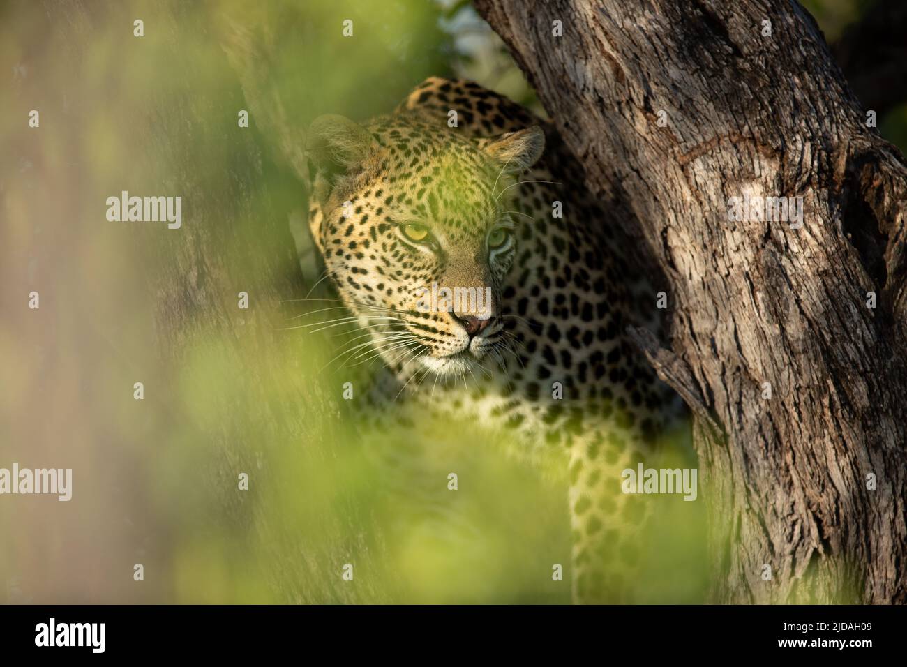 Un cub léopard, Panthera pardus, se balance dans un arbre mort Banque D'Images