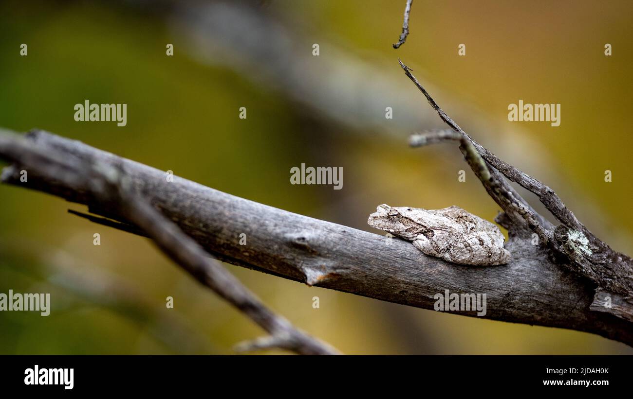 Une grenouille d'arbre grise, Chiromantis xerampelina, se trouve sur une branche Banque D'Images
