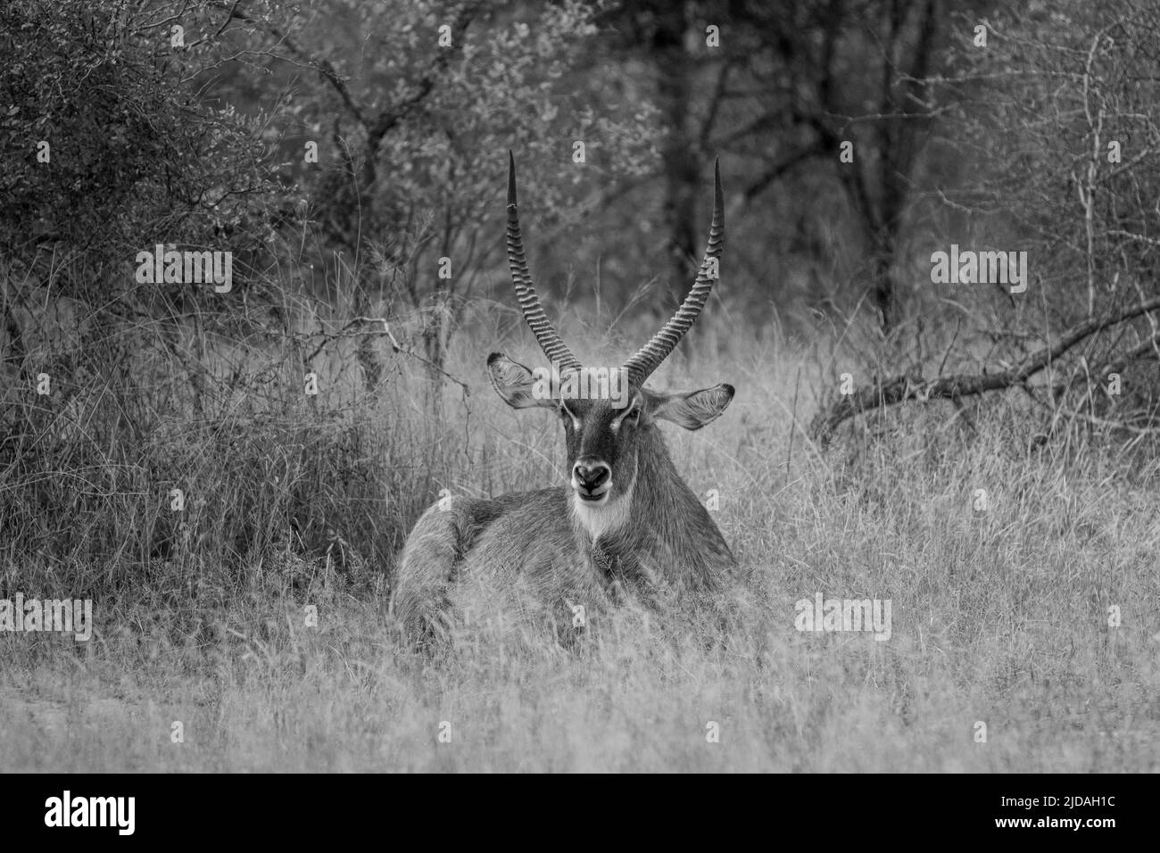 Un Waterbuck, Kobus ellipsiprymnus, se trouve dans une grande herbe, un regard direct, en noir et blanc Banque D'Images