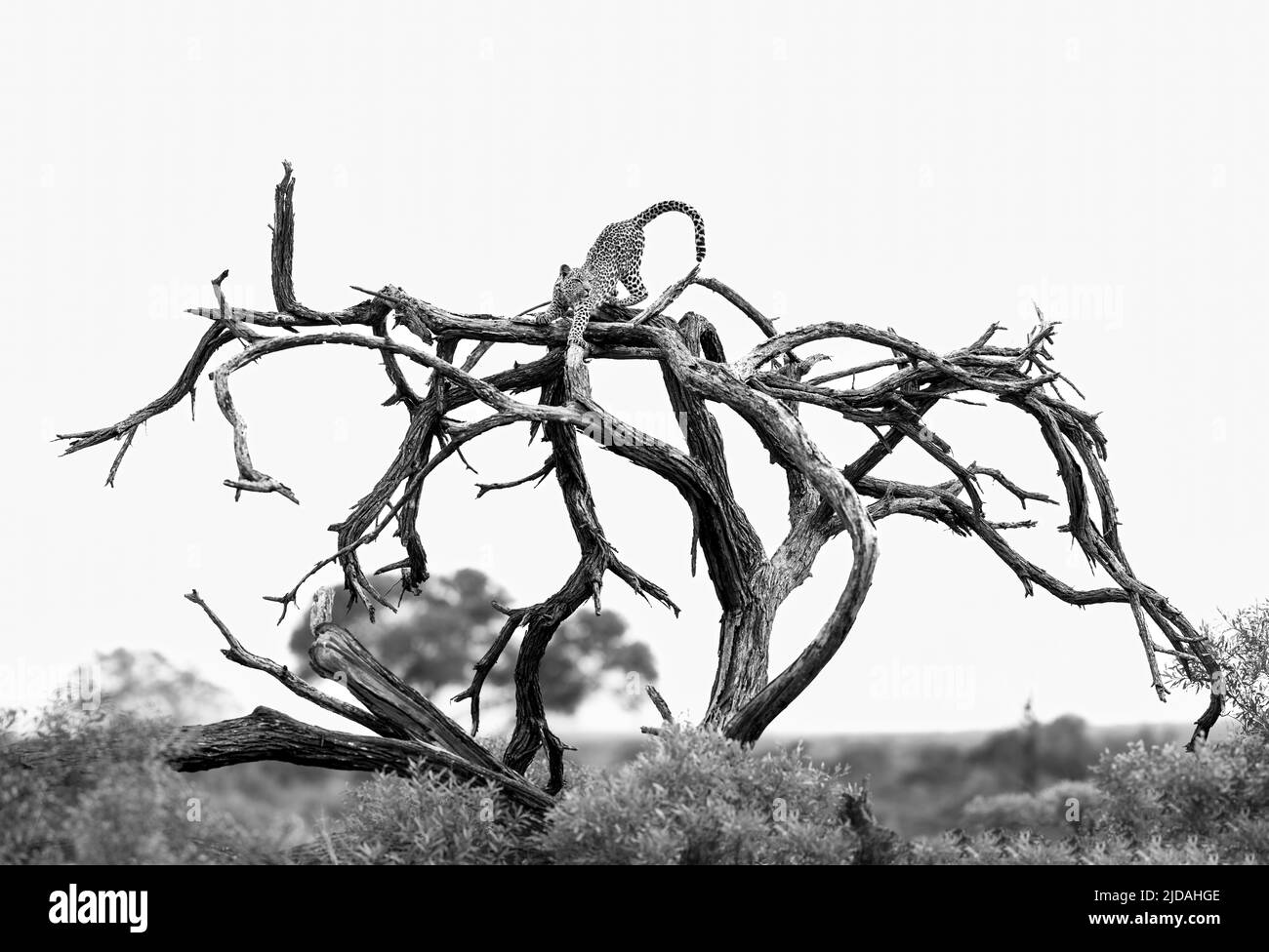 Un léopard, Panthera pardus, s'étire sur un tronc d'arbre mort, noir et blanc. Banque D'Images