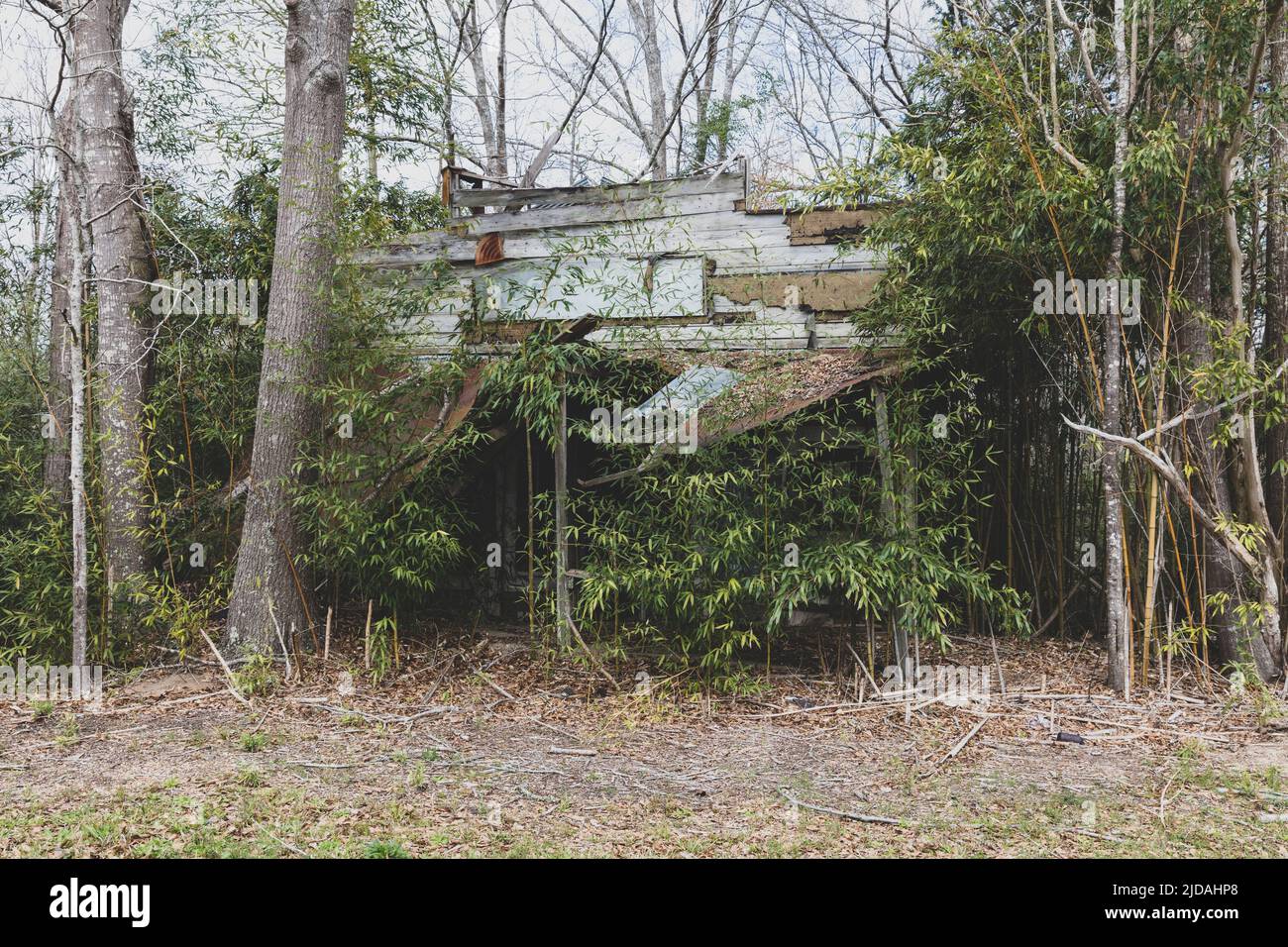 Une ferme rurale ou une petite maison abandonnée et en ruine, surcultivée avec des plantes et des arbustes. Banque D'Images