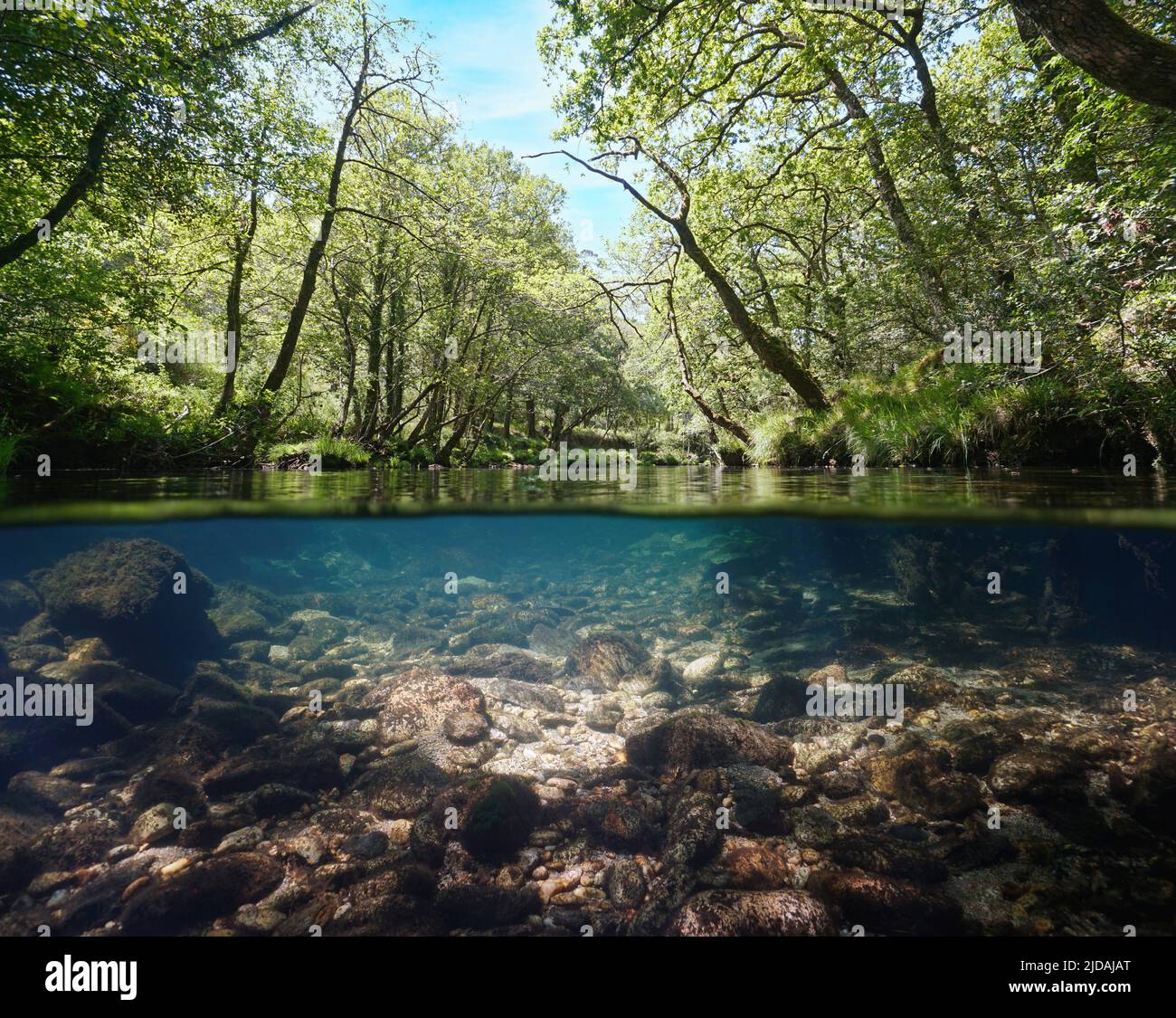 Rivière sauvage avec eau claire sous le feuillage des arbres, vue sur et sous la surface de l'eau, Espagne, Galice, province de Pontevedra, Rio Verdugo Banque D'Images