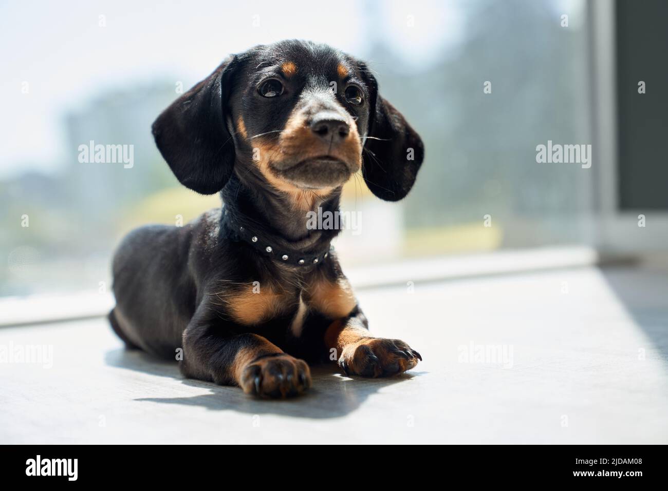 Vue avant de noir, joli dachshund couché à l'intérieur, regardant vers le haut, levant la tête, intéressé, réfléchi. Joli chiot, taksa avec pattes brunes et cou jouant à l'intérieur. Concept de chiens. Banque D'Images Vue avant de noir, joli dachshund couché à l'intérieur, regardant vers le haut, levant la tête, intéressé, réfléchi. Joli chiot, taksa avec pattes brunes et cou jouant à l'intérieur. Concept de chiens. Banque D'Images