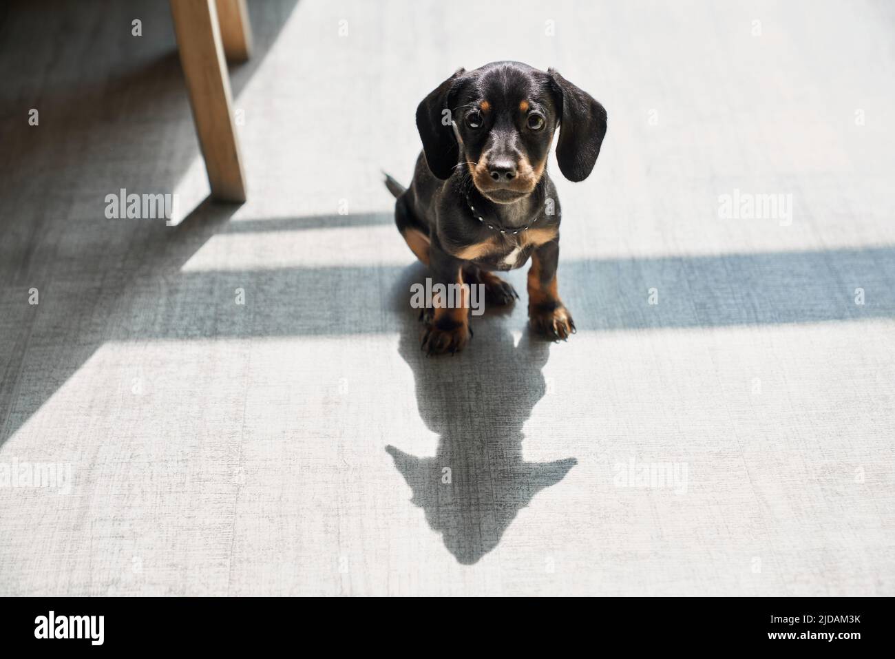 Vue avant de mignon, noir, petit dachshund chiot debout à l'intérieur, regardant l'appareil photo, réfléchi. Drôle, petit chien avec des pattes brunes et de jouer au cou. Concept des animaux domestiques. Banque D'Images Vue avant de mignon, noir, petit dachshund chiot debout à l'intérieur, regardant l'appareil photo, réfléchi. Drôle, petit chien avec des pattes brunes et de jouer au cou. Concept des animaux domestiques. Banque D'Images