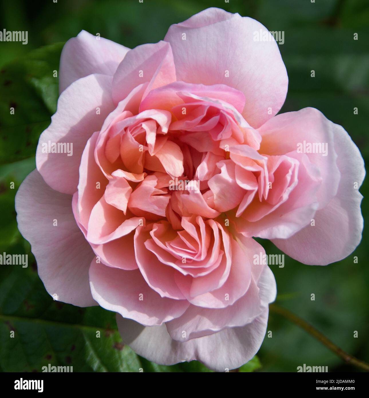 Le nouveau David Austin Rosa « Elizabeth » Banque D'Images