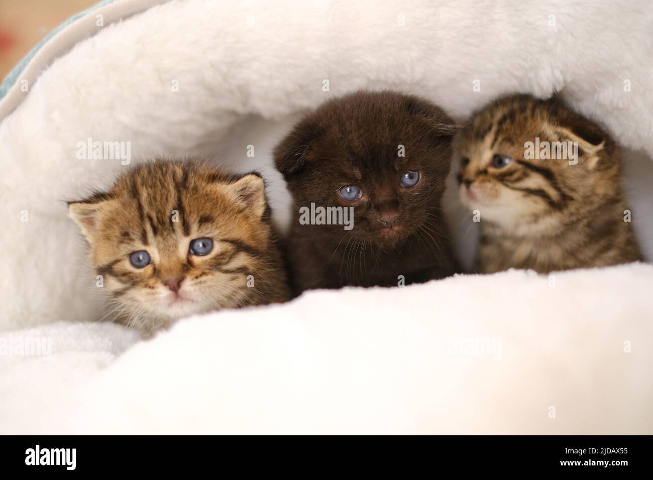 Chatons bébé.trois chatons dans une maison blanche et moelleuse sur un fond  de pièce flou.Noir et deux chatons écossais tabby dans un lit.Accessoires  pour chats Photo Stock - Alamy