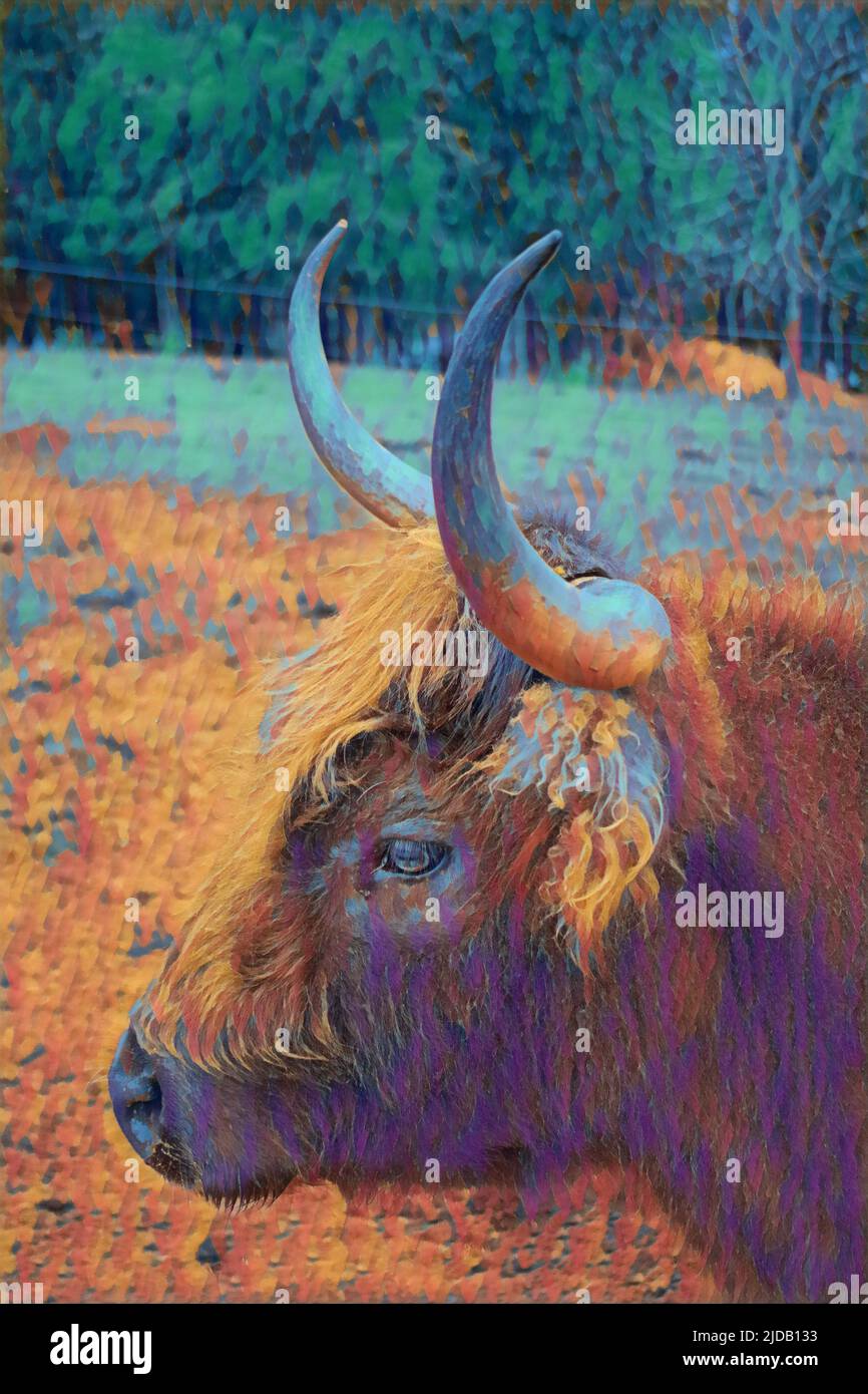 Image peinte d'un Highland Cow en profil, avec de longues cornes courbées. Banque D'Images