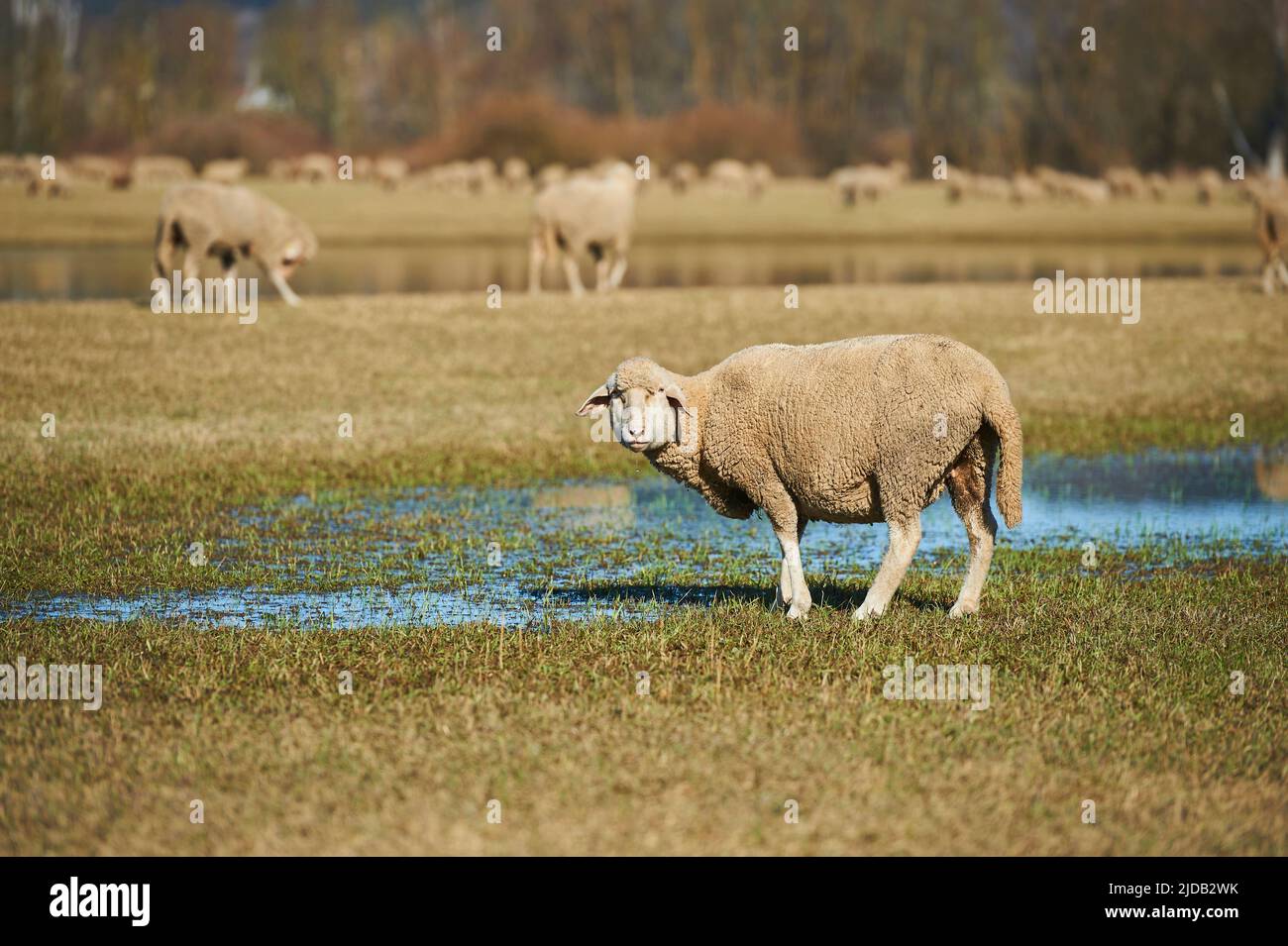 Moutons (Ovis aries) debout à côté d'une flaque regardant la caméra avec un troupeau paître en arrière-plan; Haut-Palatinat, Bavière, Allemagne Banque D'Images