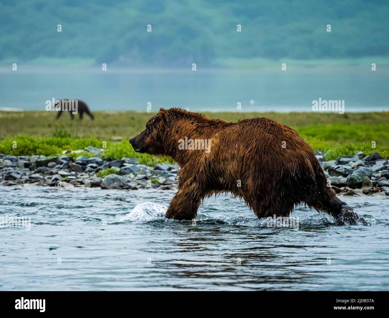 Ours brun côtier (Ursus arctos horribilis) marchant dans l'eau pêchant le saumon dans Geographic Harbor avec un autre grizzli en arrière-plan Banque D'Images