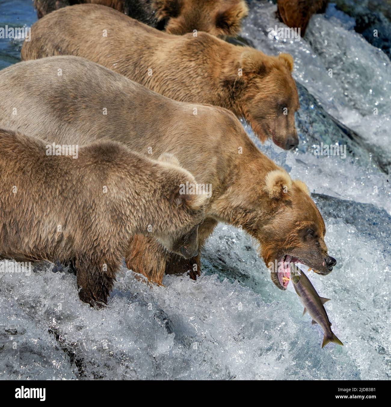 Gros plan d'ours bruns avec des petits (Ursus arctos horribilis) debout dans la rivière sur une conge rapide à Brook Falls, attrapant le saumon avec leur bouche... Banque D'Images