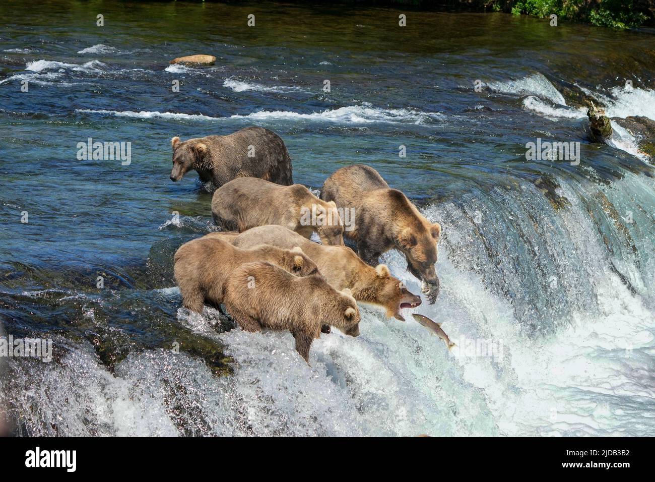 Ours bruns avec oursons (Ursus arctos horribilis) debout dans la rivière sur une corniche rapide à Brook Falls, attrapant le saumon avec leur bouche sur le sal... Banque D'Images