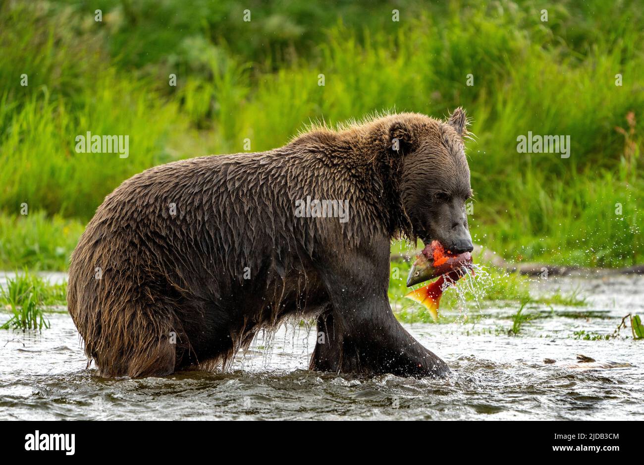 Ours brun (Ursus arctos horribilis) debout sur l'eau le long de la rive d'une rivière avec un saumon rouge dans son embouchure Banque D'Images