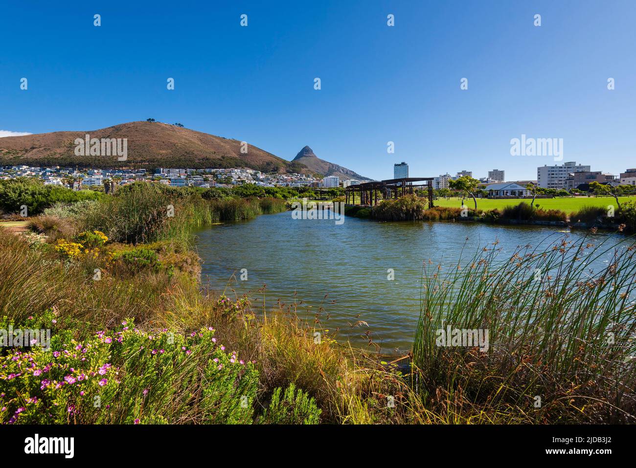 Green point Park au Cap avec Lion's Head au loin ; Green point, le Cap, Afrique du Sud Banque D'Images