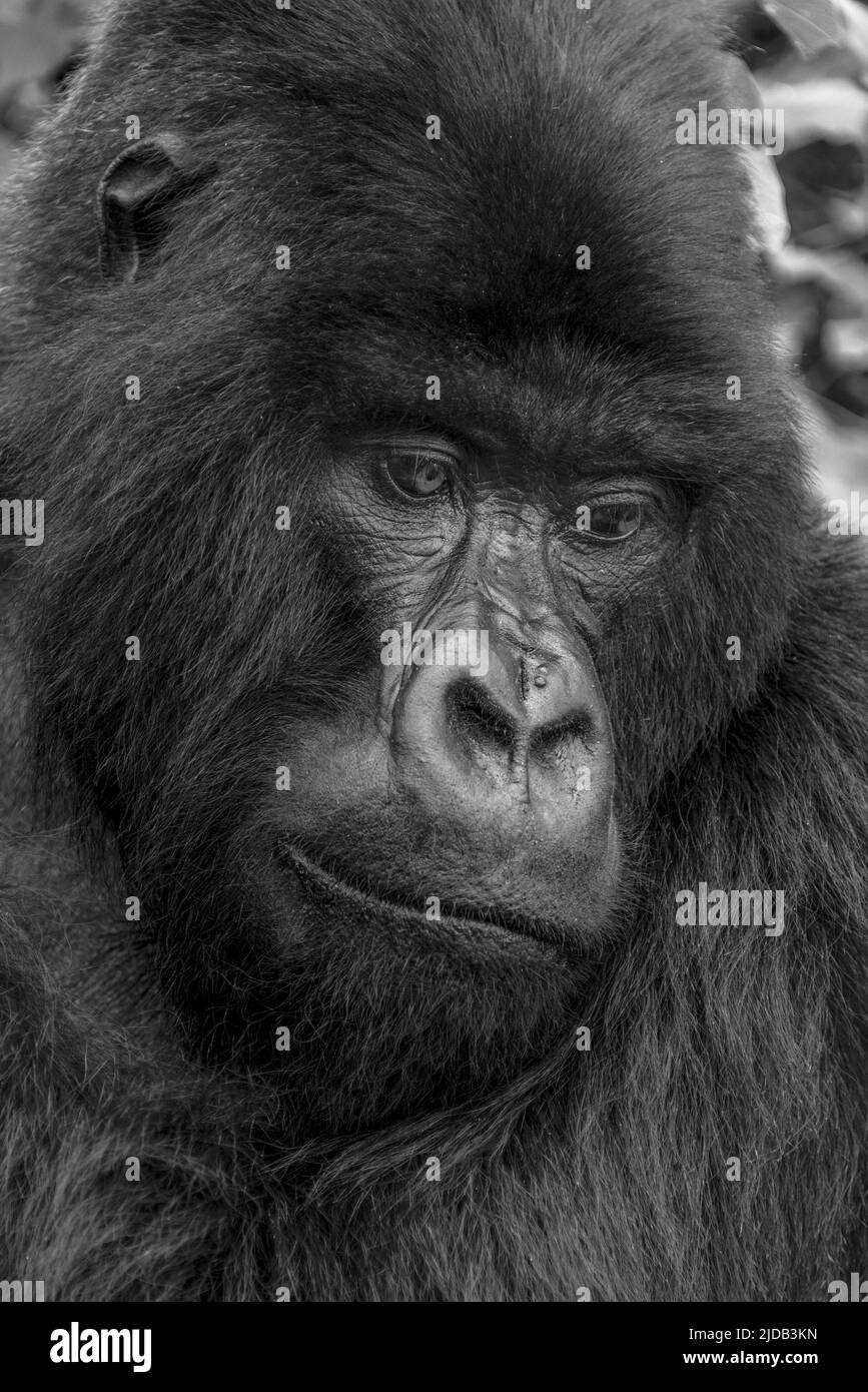 Portrait en gros plan d'un gorille argenté (Gorilla beringei) regardant vers le bas dans la forêt ; Rwanda, Afrique Banque D'Images