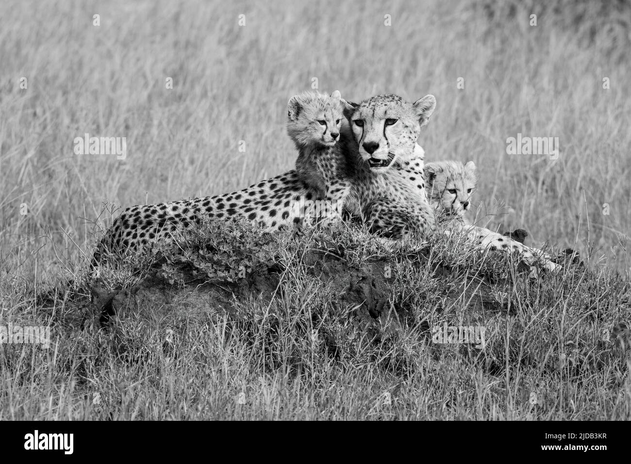 Guépards (Acinonyx jubatus), mère animal avec de jeunes oursons reposant sur un monticule dans la savane herbeuse de la réserve de gibier de Grumeti ; Tanzanie Banque D'Images