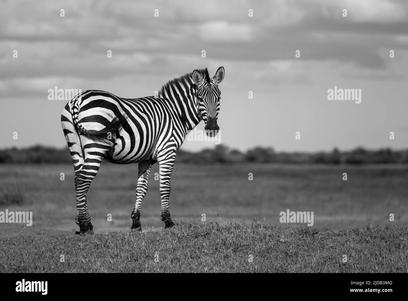 Portrait d'un zèbre de Burchell (Equus quagga burchellii) debout sur une rive herbeuse sur la savane au Grumeti Serengeti Tented Camp, tournant et... Banque D'Images