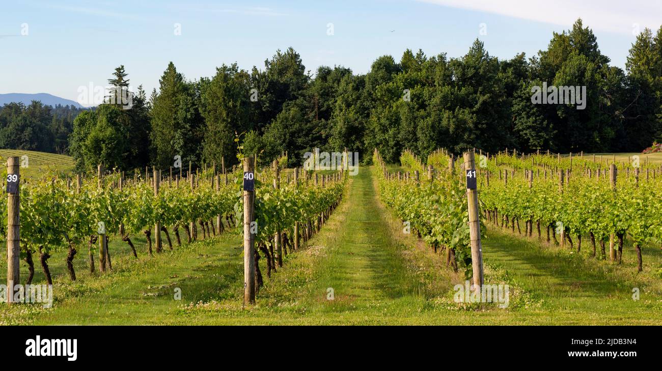 Vignes en rangées dans un vignoble de Surrey; Surrey, Colombie-Britannique, Canada Banque D'Images