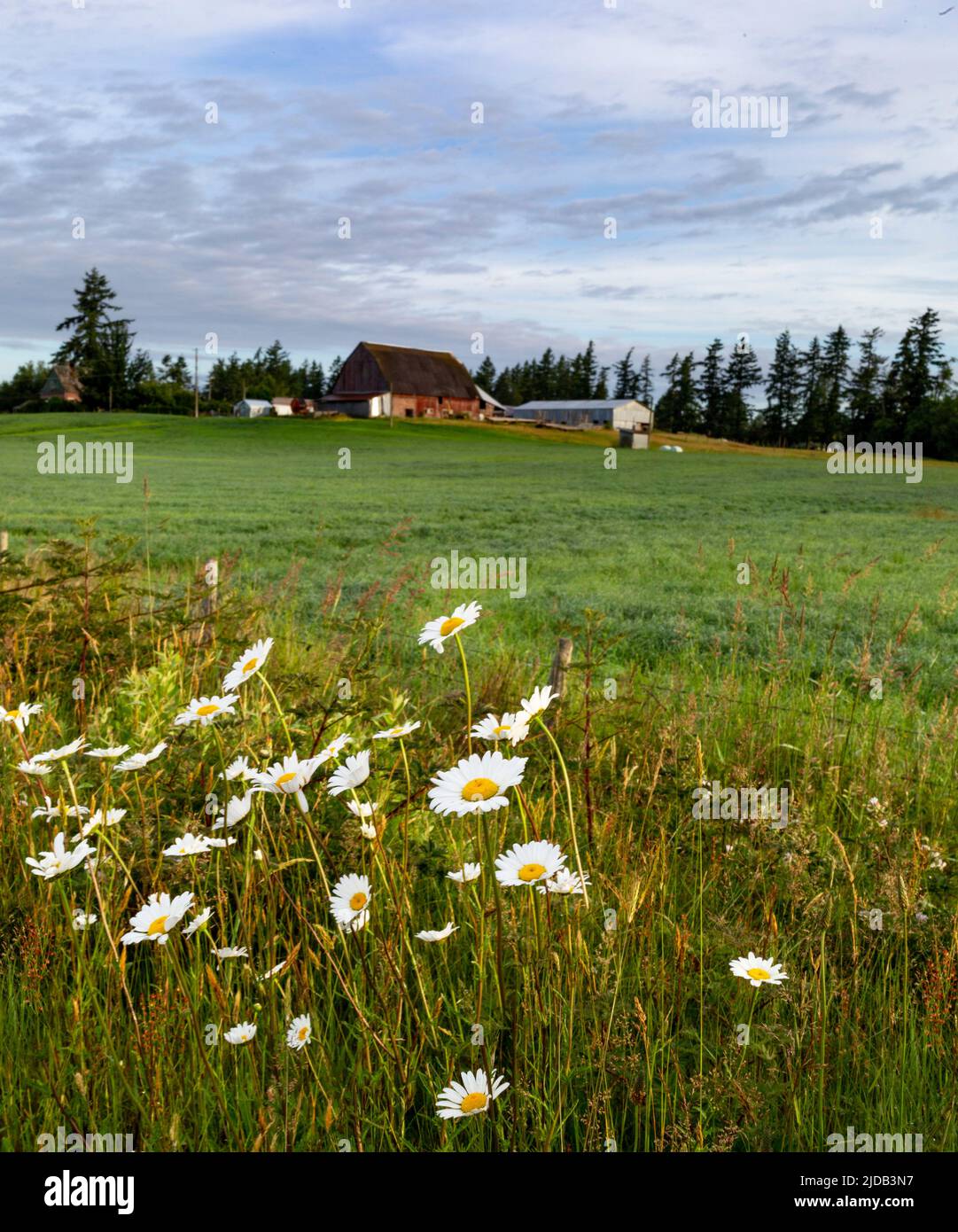 Champ herbacé avec marguerites et bâtiments agricoles; Surrey, Colombie-Britannique, Canada Banque D'Images